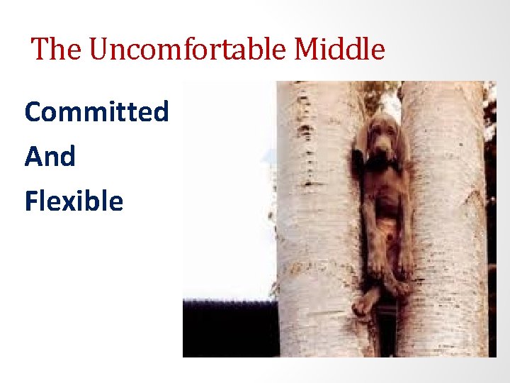 The Uncomfortable Middle Committed And Flexible 