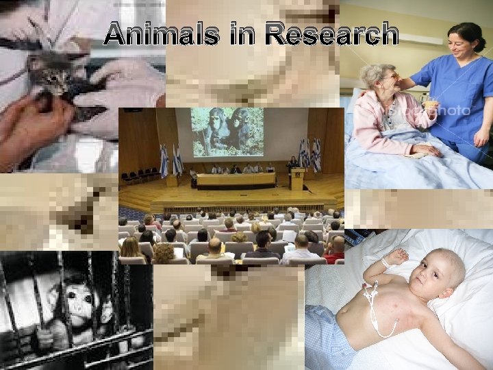 Animals in Research 