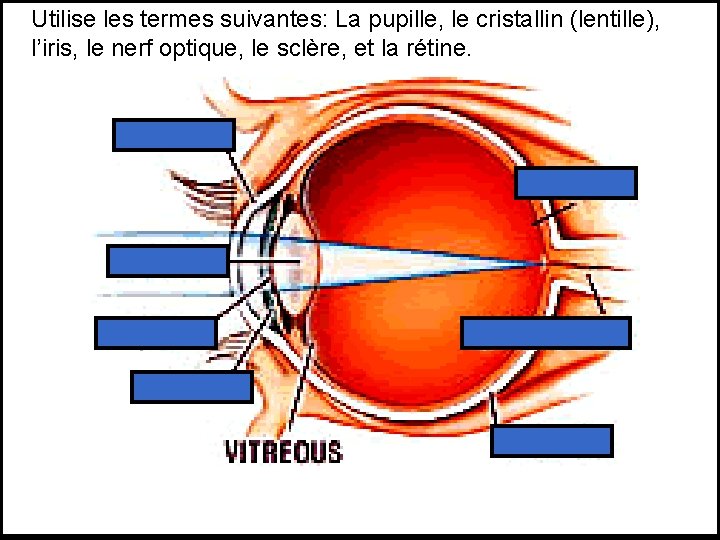 Utilise les termes suivantes: La pupille, le cristallin (lentille), l’iris, le nerf optique, le