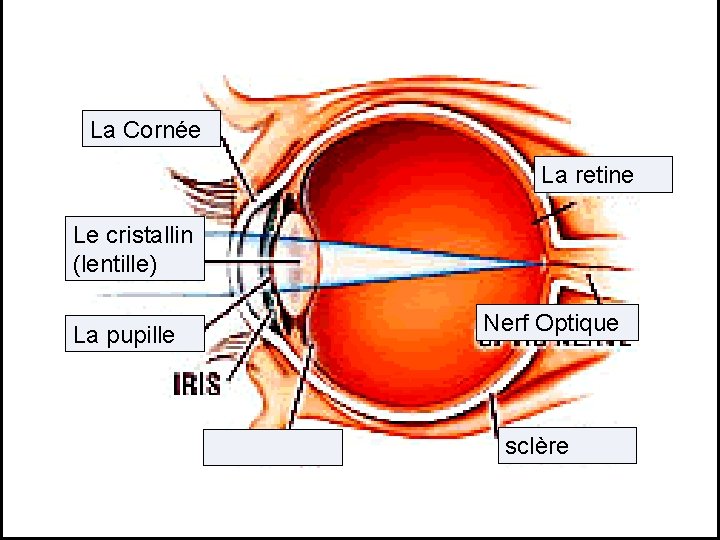 La Cornée La retine Le cristallin (lentille) La pupille Nerf Optique sclère 