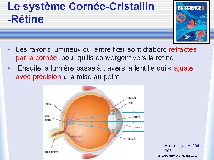 Le système Cornée-Cristallin -Rétine • Les rayons lumineux qui entre l’œil sont d’abord réfractés