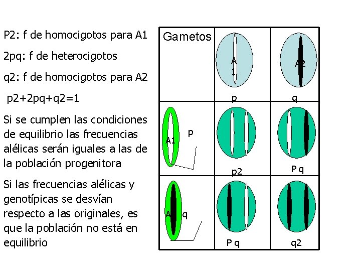 P 2: f de homocigotos para A 1 Gametos 2 pq: f de heterocigotos