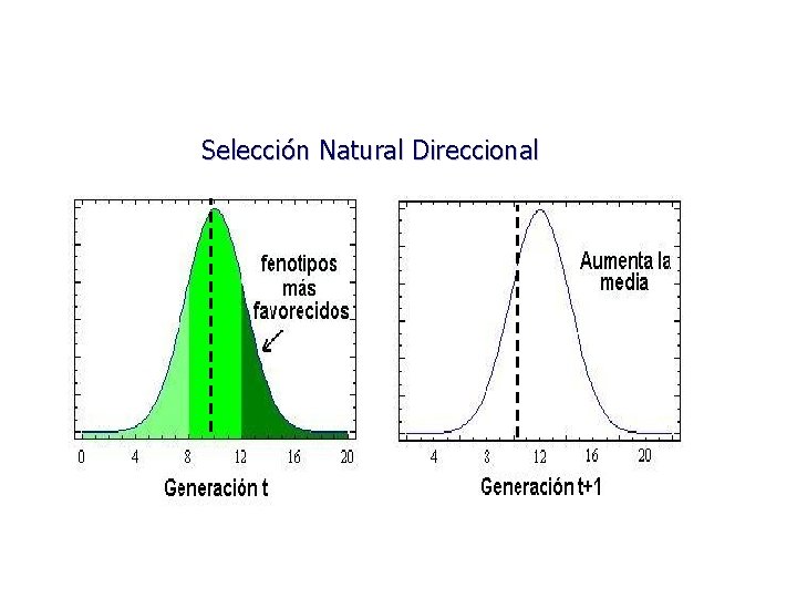 Selección Natural Direccional 