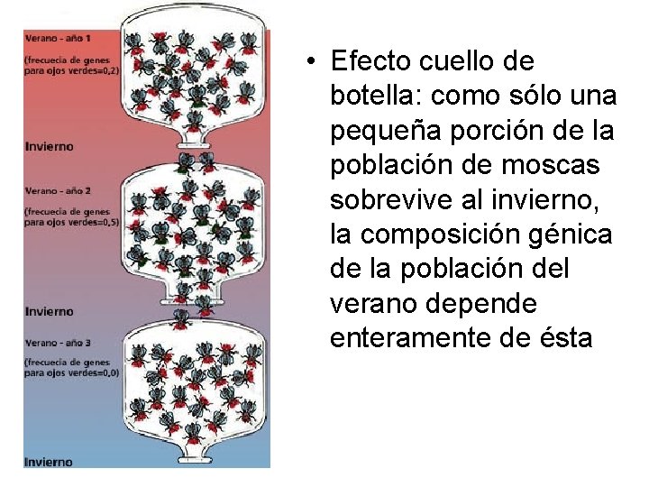  • Efecto cuello de botella: como sólo una pequeña porción de la población