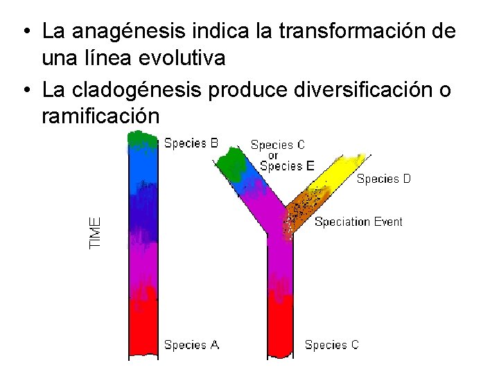  • La anagénesis indica la transformación de una línea evolutiva • La cladogénesis