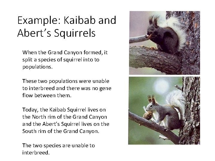 Example: Kaibab and Abert’s Squirrels When the Grand Canyon formed, it split a species