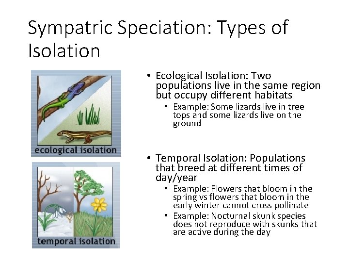 Sympatric Speciation: Types of Isolation • Ecological Isolation: Two populations live in the same