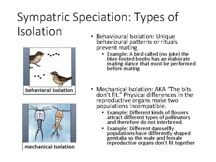 Sympatric Speciation: Types of Isolation • Behavioural Isolation: Unique behavioural patterns or rituals prevent