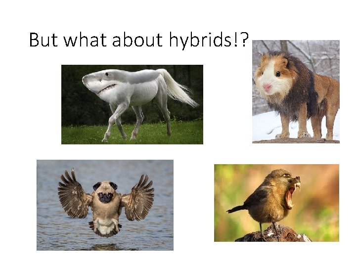 But what about hybrids!? 