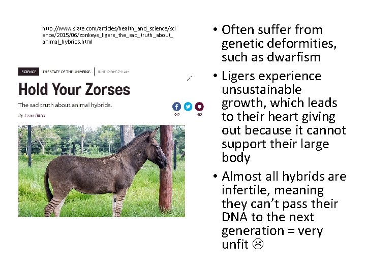 http: //www. slate. com/articles/health_and_science/sci ence/2015/06/zonkeys_ligers_the_sad_truth_about_ animal_hybrids. html • Often suffer from genetic deformities, such