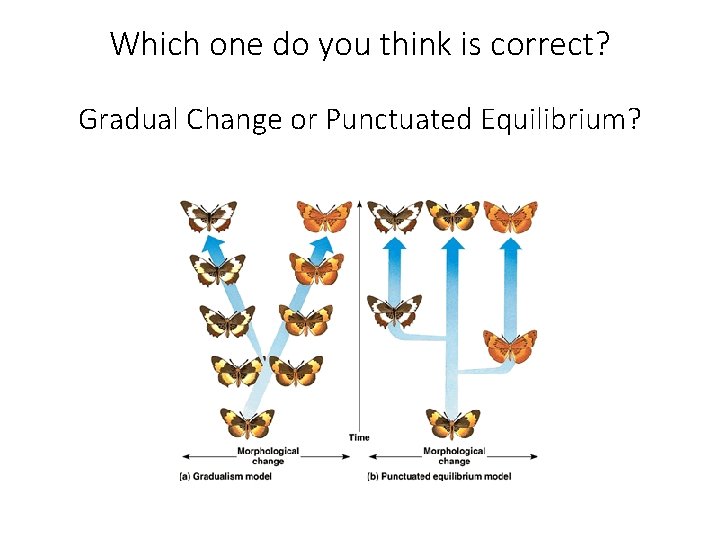 Which one do you think is correct? Gradual Change or Punctuated Equilibrium? 