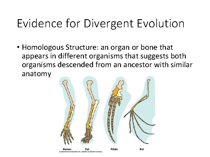 Evidence for Divergent Evolution • Homologous Structure: an organ or bone that appears in