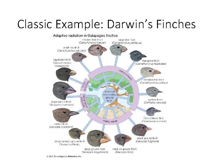 Classic Example: Darwin’s Finches 