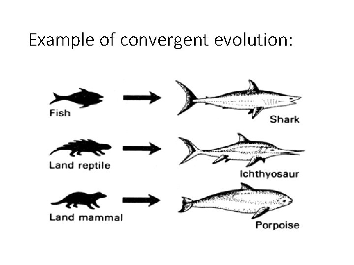 Example of convergent evolution: 