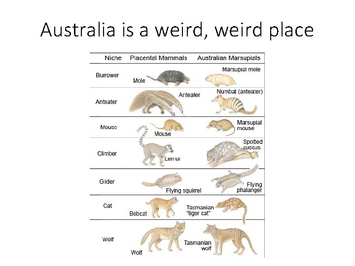 Australia is a weird, weird place 