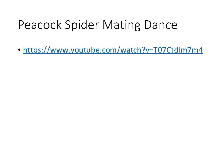 Peacock Spider Mating Dance • https: //www. youtube. com/watch? v=T 07 Ctdlm 7 m