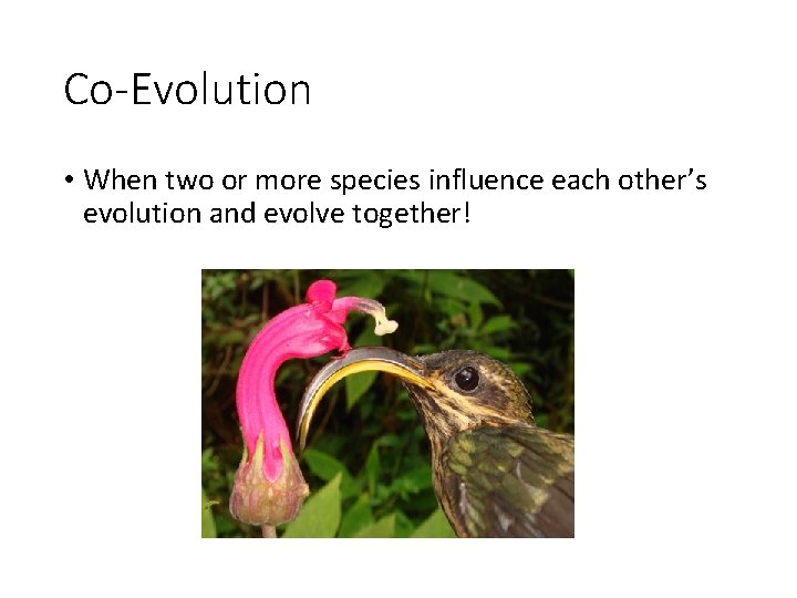 Co-Evolution • When two or more species influence each other’s evolution and evolve together!