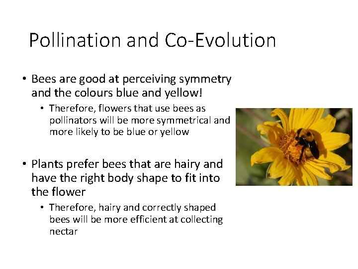 Pollination and Co-Evolution • Bees are good at perceiving symmetry and the colours blue
