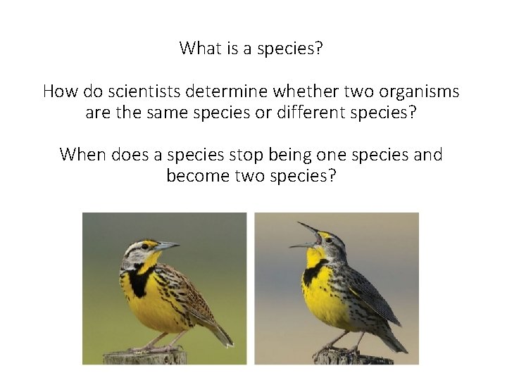 What is a species? How do scientists determine whether two organisms are the same