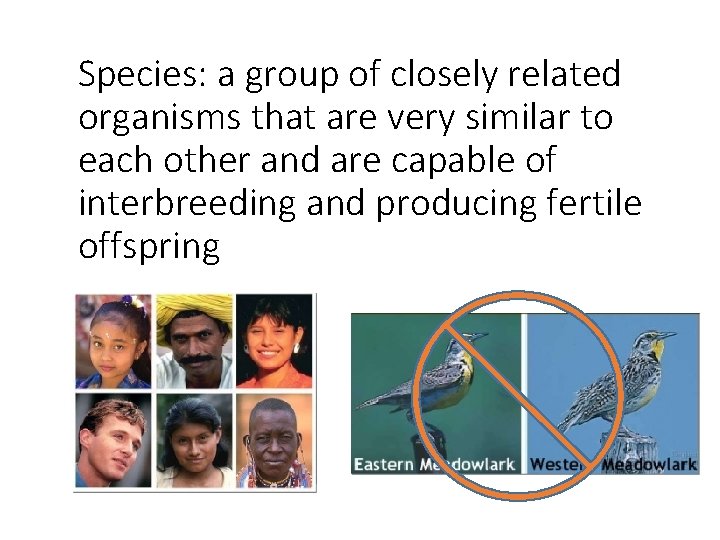 Species: a group of closely related organisms that are very similar to each other