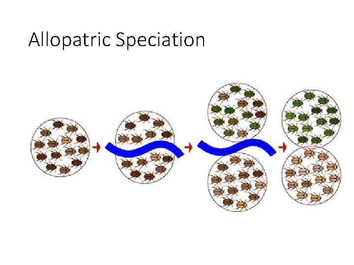 Allopatric Speciation 