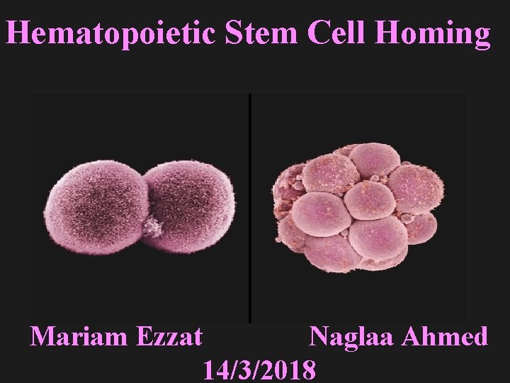 Hematopoietic Stem Cell Homing Mariam Ezzat Naglaa Ahmed 14/3/2018 