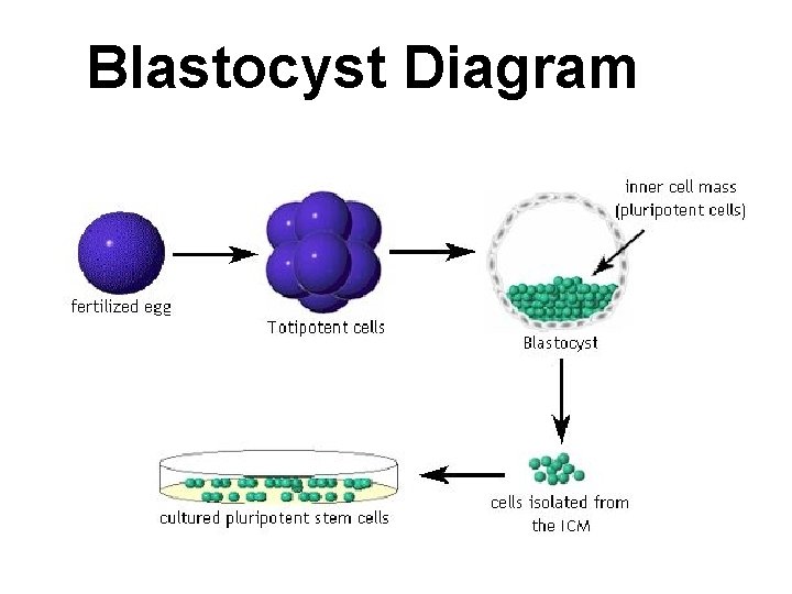 Blastocyst Diagram 