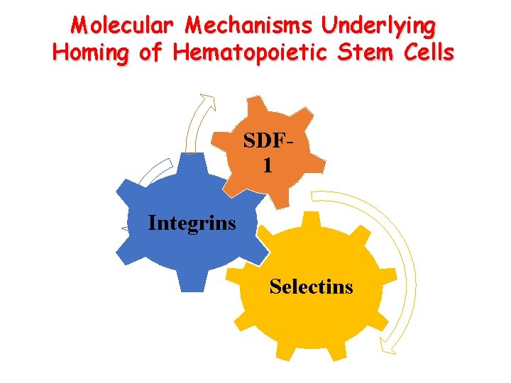 Molecular Mechanisms Underlying Homing of Hematopoietic Stem Cells SDF 1 Integrins Selectins 