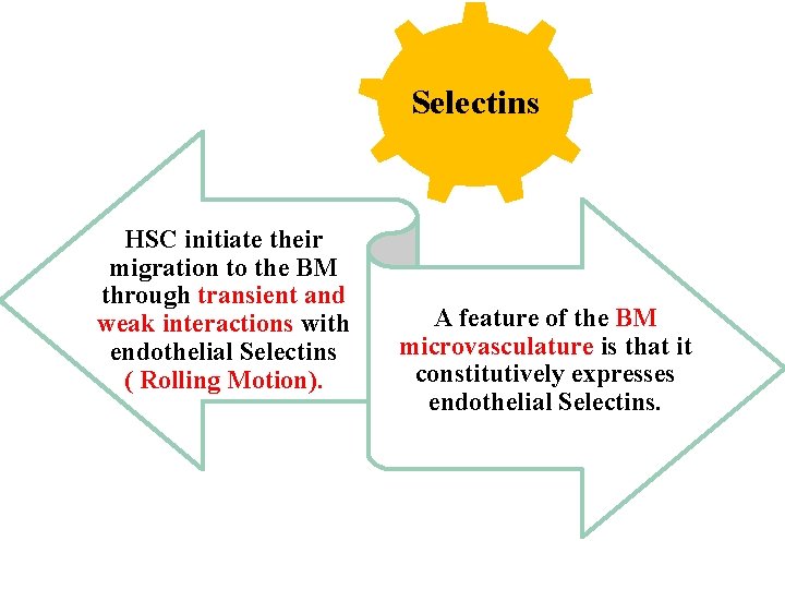 Selectins HSC initiate their migration to the BM through transient and weak interactions with