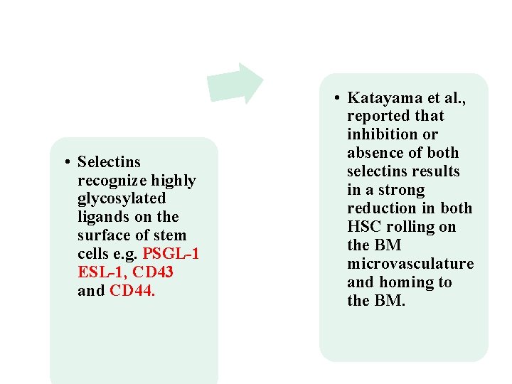  • Selectins recognize highly glycosylated ligands on the surface of stem cells e.