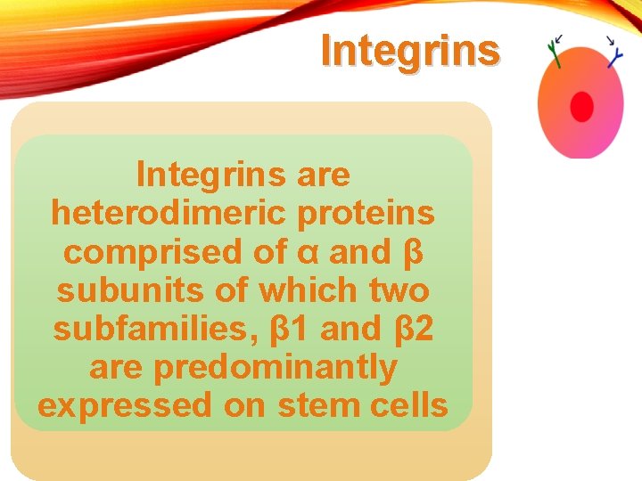 Integrins are heterodimeric proteins comprised of α and β subunits of which two subfamilies,