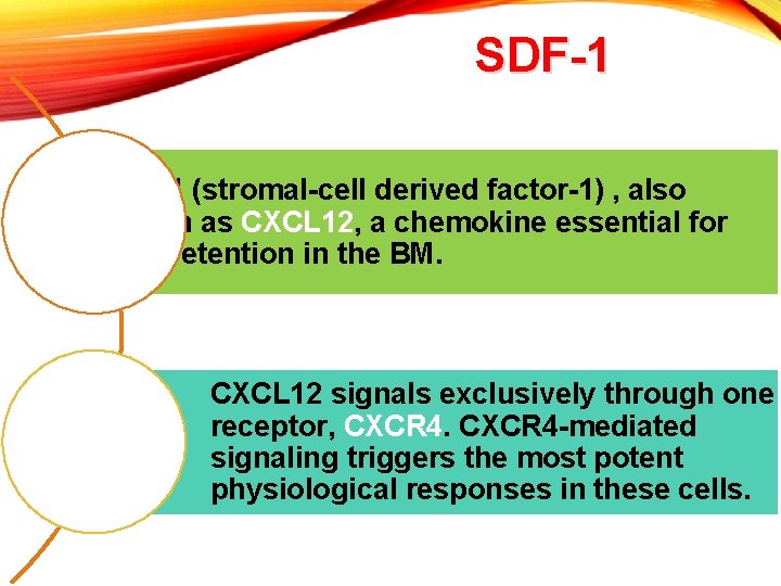 SDF-1 (stromal-cell derived factor-1) , also known as CXCL 12, a chemokine essential for