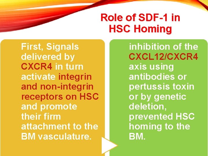 Role of SDF-1 in HSC Homing First, Signals delivered by CXCR 4 in turn