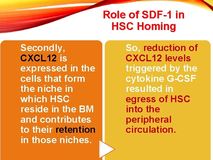 Role of SDF-1 in HSC Homing Secondly, CXCL 12 is expressed in the cells