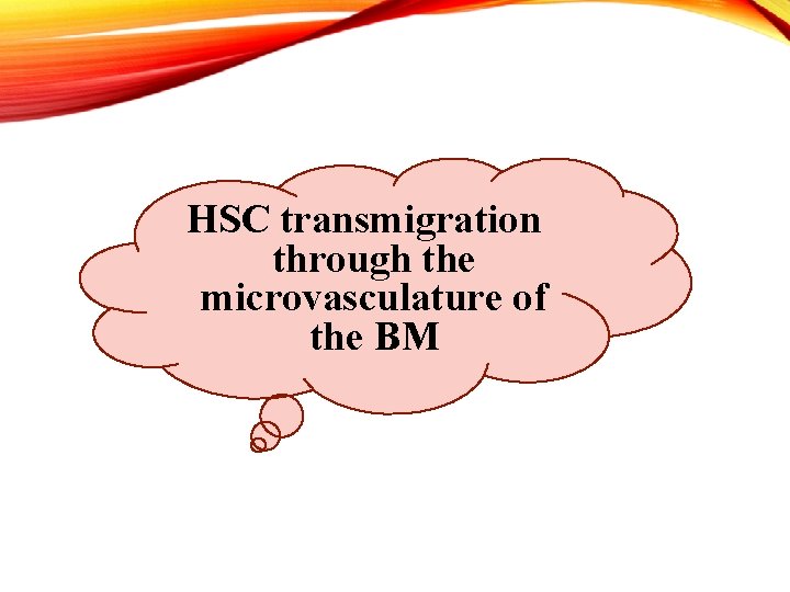 HSC transmigration through the microvasculature of the BM 