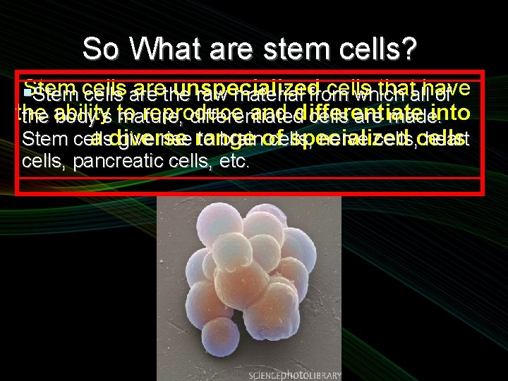 So What are stem cells? arethe unspecialized cells thatallhave Stem cells are raw material