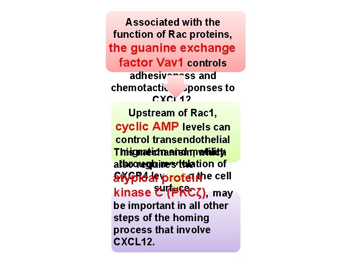 Associated with the function of Rac proteins, the guanine exchange factor Vav 1 controls