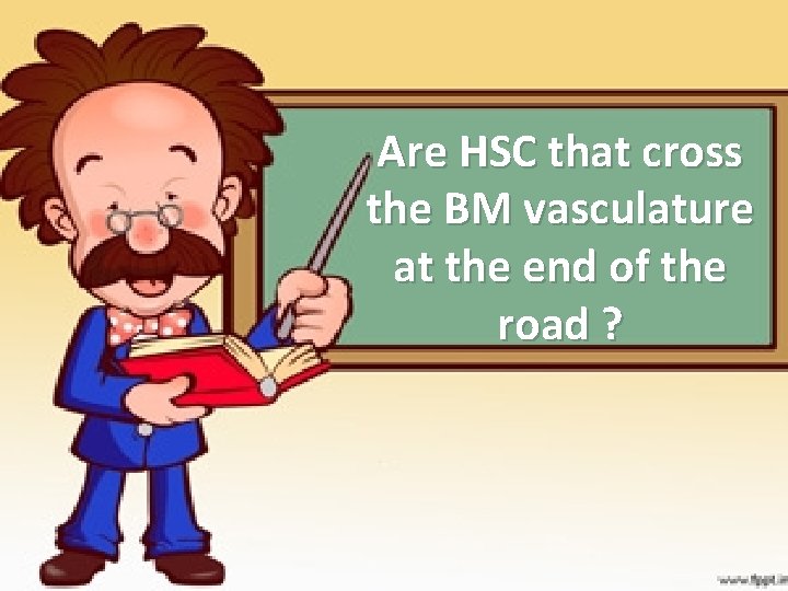 Are HSC that cross the BM vasculature at the end of the road ?