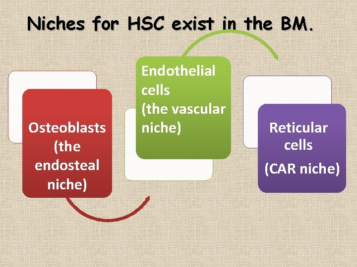 Niches for HSC exist in the BM. Osteoblasts (the endosteal niche) Endothelial cells (the