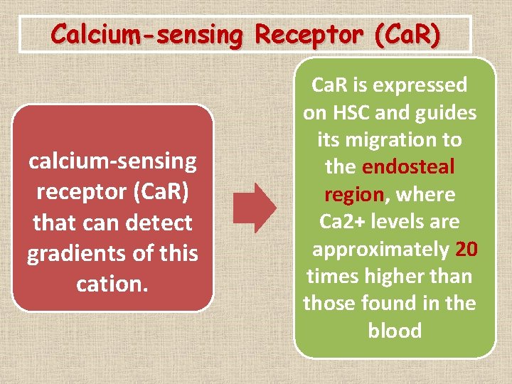 Calcium-sensing Receptor (Ca. R) calcium-sensing receptor (Ca. R) that can detect gradients of this