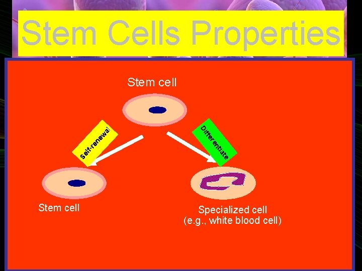 Stem Cells Properties Stem cell al ew re n lf- te ia Se nt