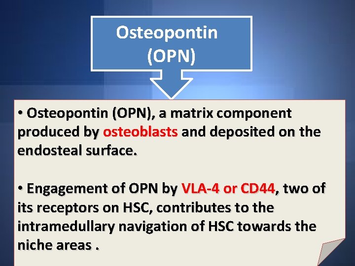 Osteopontin (OPN) • Osteopontin (OPN), a matrix component produced by osteoblasts and deposited on