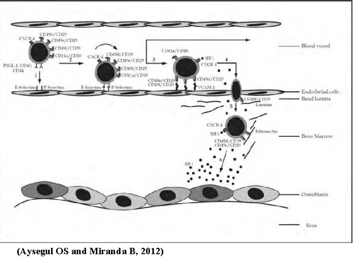 (Aysegul OS and Miranda B, 2012) (Aysegul OS and Miranda B, 2012)