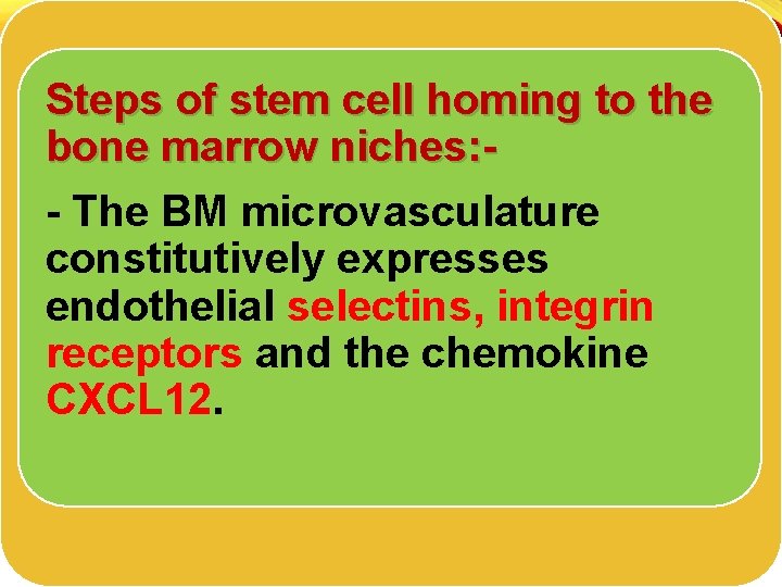 Steps of stem cell homing to the bone marrow niches: - The BM microvasculature