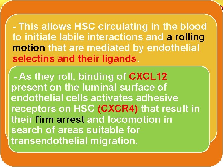 - This allows HSC circulating in the blood to initiate labile interactions and a
