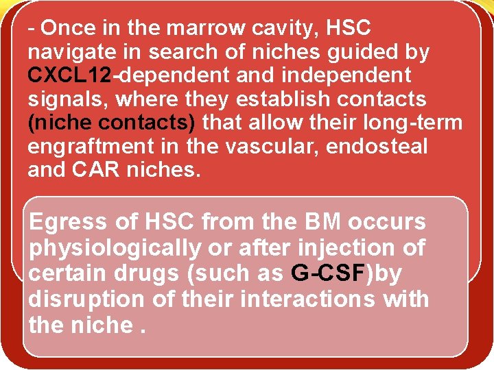 - Once in the marrow cavity, HSC navigate in search of niches guided by