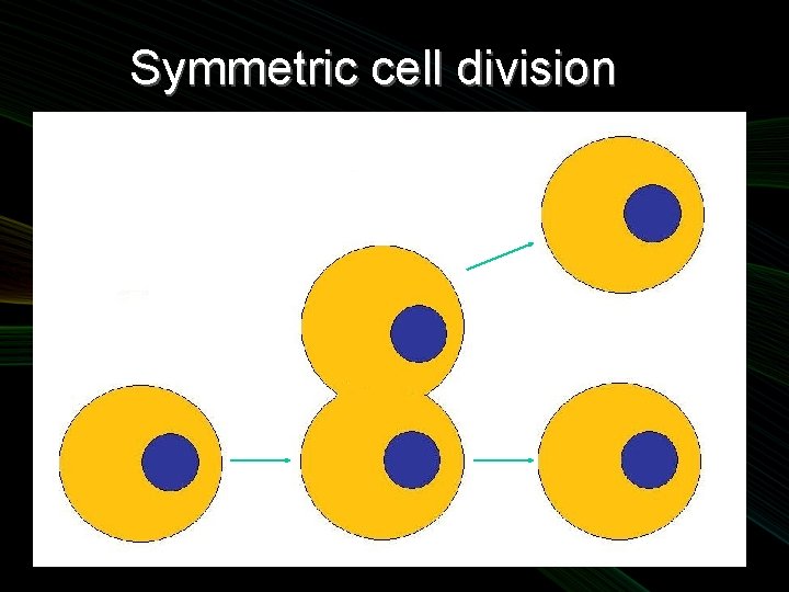 Symmetric cell division 