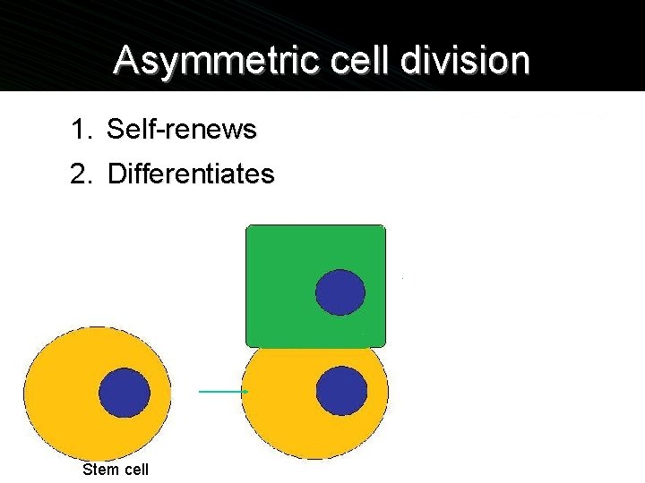 Asymmetric cell division 1. Self-renews 2. Differentiates Progenitor cell Stem cell 