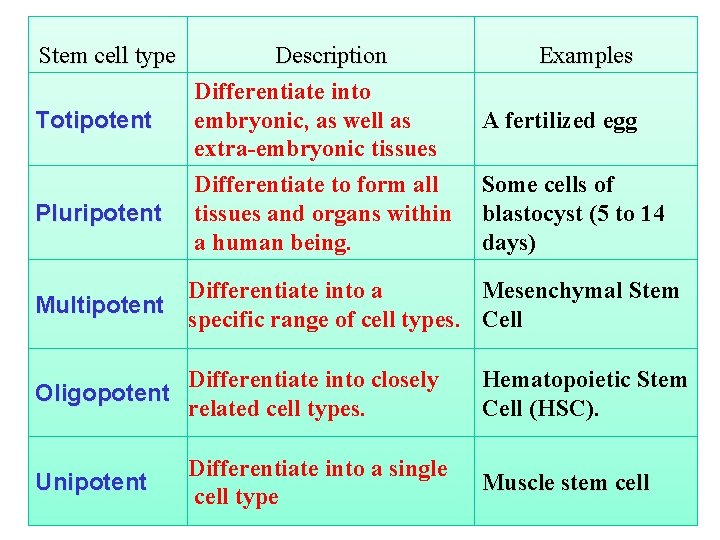 Stem cell type Totipotent Pluripotent Description Differentiate into embryonic, as well as extra-embryonic tissues
