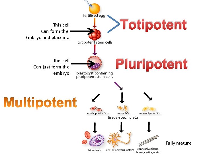 This cell Can form the Embryo and placenta This cell Can just form the